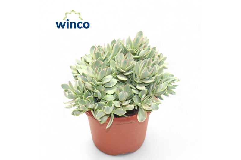 Crassula ovata variegata Rusby 