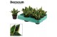 Sansevieria trifasciata hahnii jade pagoda decorum 