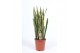 Sansevieria trifasciata laurentii 