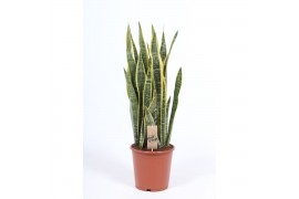 Sansevieria trifasciata laurentii