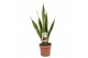 Sansevieria trifasciata laurentii 