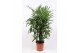 Rhapis excelsa 