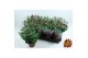 Chrysanthemum ind. rainbow vulcano stadium 1 
