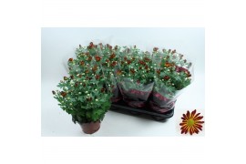 Chrysanthemum ind. rainbow vulcano stadium 1