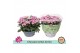 Chrysanthemum ind. artistic armin 