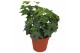 Hedera brigitte helix 7pp - 10-15cm Rank 