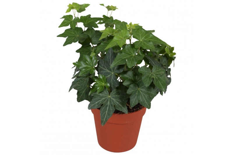 Hedera brigitte helix 7pp - 10-15cm Rank Hedera brigitte helix 7pp - 10-15cm Rank