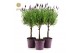 Lavandula stoechas anouk stam 