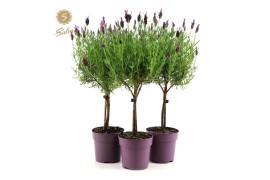 Lavandula stoechas anouk stam