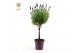 Lavandula stoechas anouk stam 