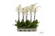 Phalaenopsis wit 1 tak - 75/80cm - Vertakt 