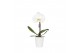 Phalaenopsis wit One P9 White 1 spike in Donna 1 bl. 1 tak/plnt 
