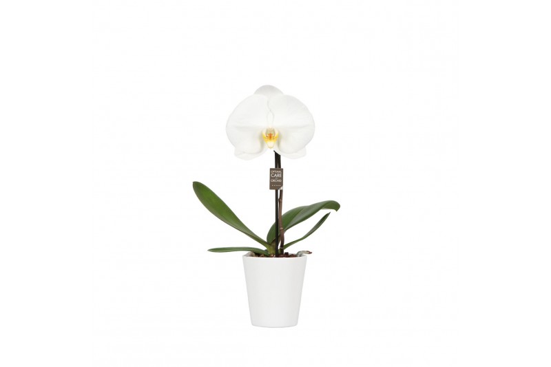 Phalaenopsis wit One P9 White 1 spike in Donna 1 bl. 1 tak/plnt 