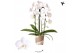 Phalaenopsis elegant cascade 2 tak niagara fall pure silk kolibri orch 