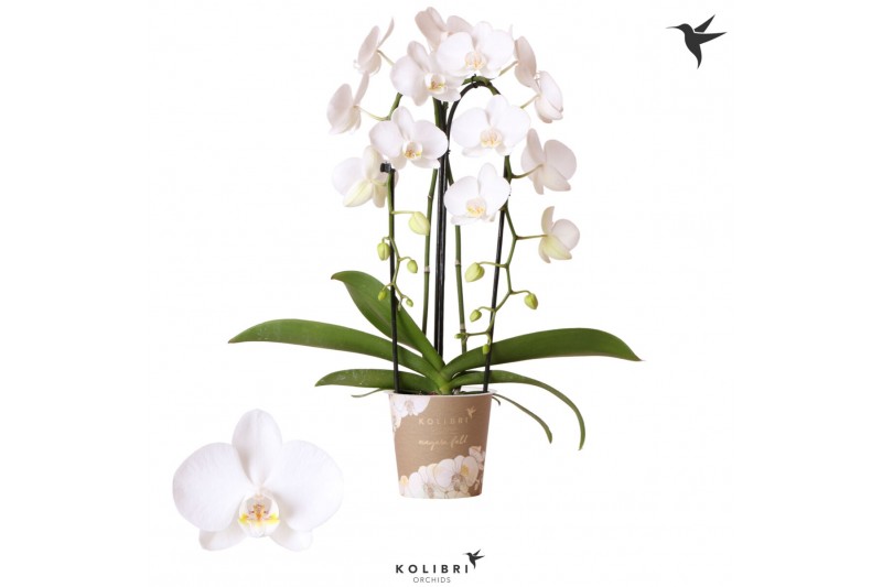 Phalaenopsis elegant cascade 2 tak niagara fall pure silk kolibri orch Phalaenopsis elegant cascade 2 tak niagara fall pure silk kolibri orch