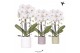 Phalaenopsis elegant cascade 2 tak niagara fall wit in pastel pot mix  