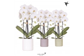Phalaenopsis elegant cascade 2 tak niagara fall wit in pastel pot mix 