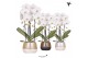 Phalaenopsis elegant cascade Kolibri Orchids Niagara Fall white 2 tak  