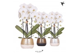 Phalaenopsis elegant cascade Kolibri Orchids Niagara Fall white 2 tak 