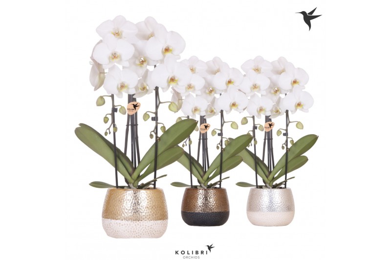 Phalaenopsis elegant cascade Kolibri Orchids Niagara Fall white 2 tak Phalaenopsis elegant cascade Kolibri Orchids Niagara Fall white 2 tak
