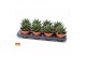 Gasteria flow SuPure® ROCKS 8gts 