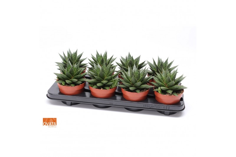Gasteria flow SuPure® ROCKS 8gts 