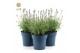 Lavandula angustifolia felice light pink 