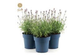 Lavandula angustifolia felice light pink