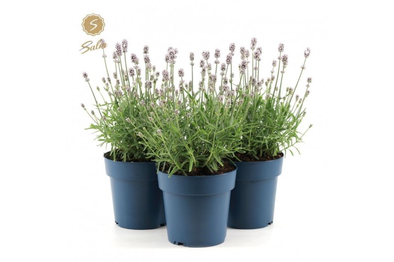 Lavandula angustifolia felice light pink 