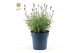 Lavandula angustifolia felice light pink 