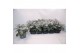Jacobea maritima silverdust 