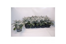 Jacobea maritima silverdust
