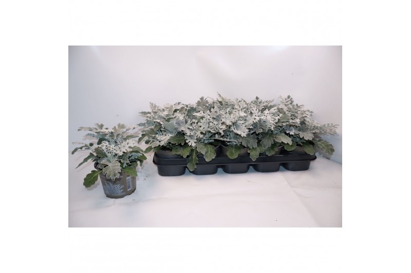 Jacobea maritima silverdust 