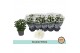 Chrysanthemum ind. mount gerlach Double White 