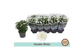 Chrysanthemum ind. mount gerlach Double White