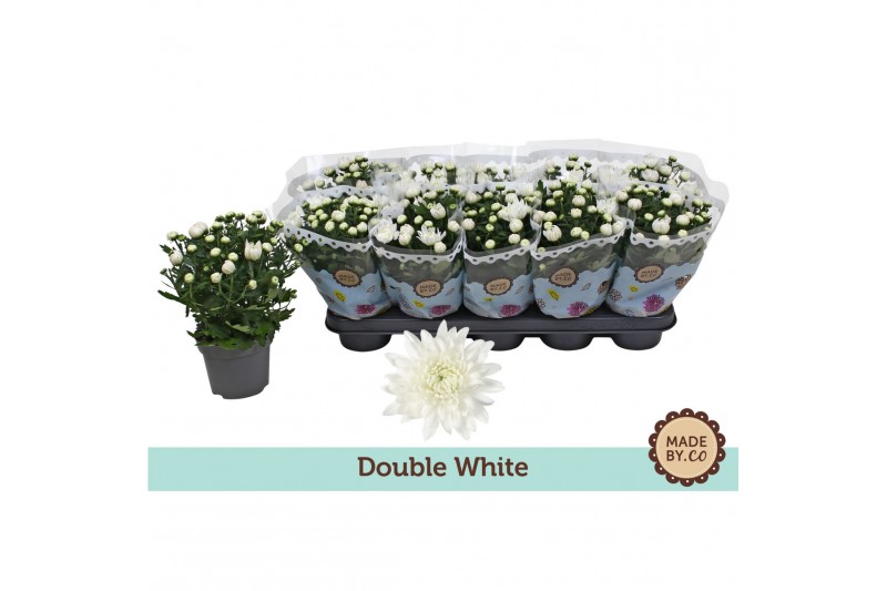 Chrysanthemum ind. mount gerlach Double White 