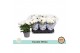 Chrysanthemum ind. mount gerlach Double White 