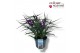 Tradescantia (Andersoniana Grp) JS Brainstorm Tradescantia JS Brainsto 