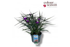 Tradescantia (Andersoniana Grp) JS Brainstorm Tradescantia JS Brainsto