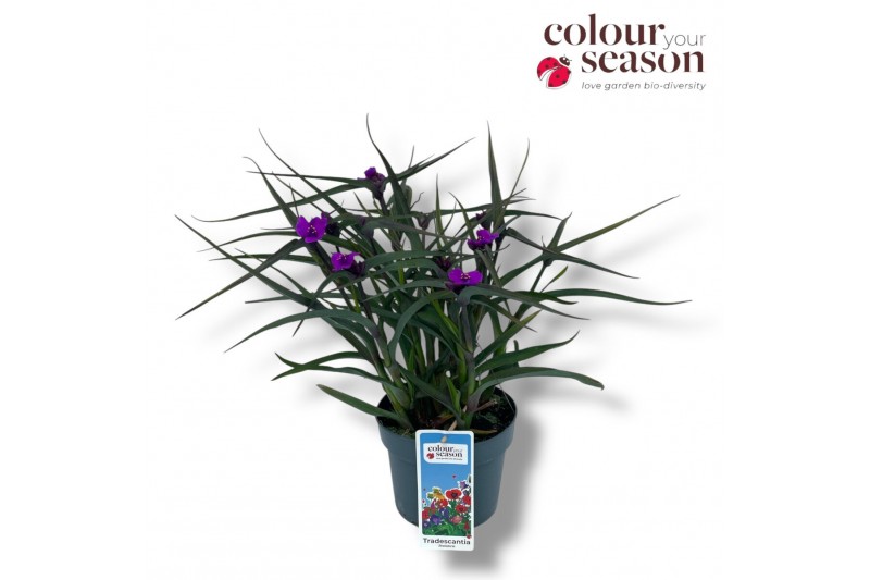 Tradescantia (Andersoniana Grp) JS Brainstorm Tradescantia JS Brainsto 