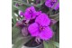 Tradescantia (Andersoniana Grp) JS Brainstorm Tradescantia JS Brainsto 