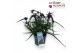 Tradescantia (Andersoniana Grp) JS Brainstorm Tradescantia JS Brainsto 