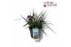 Tradescantia (Andersoniana Grp) JS Brainstorm Tradescantia JS Brainsto 
