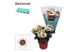 Chrysanthemum ind. artistic pablo Chrysanne® Anemona White/Purple Deco