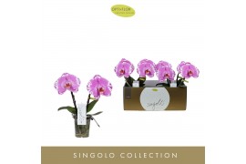 Phalaenopsis paars Singolo & Co - Victorio - 2 bloem