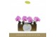 Phalaenopsis paars Singolo & Co - Victorio - 2 bloem 
