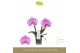 Phalaenopsis paars Singolo & Co - Victorio - 2 bloem 