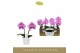 Phalaenopsis paars Singolo & Co - Victorio - 2 bloem - Lazio White 