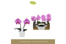 Phalaenopsis paars Singolo & Co - Victorio - 2 bloem - Lazio White