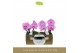 Phalaenopsis paars Singolo & Co - Victorio - 2 bloem - Lazio White 